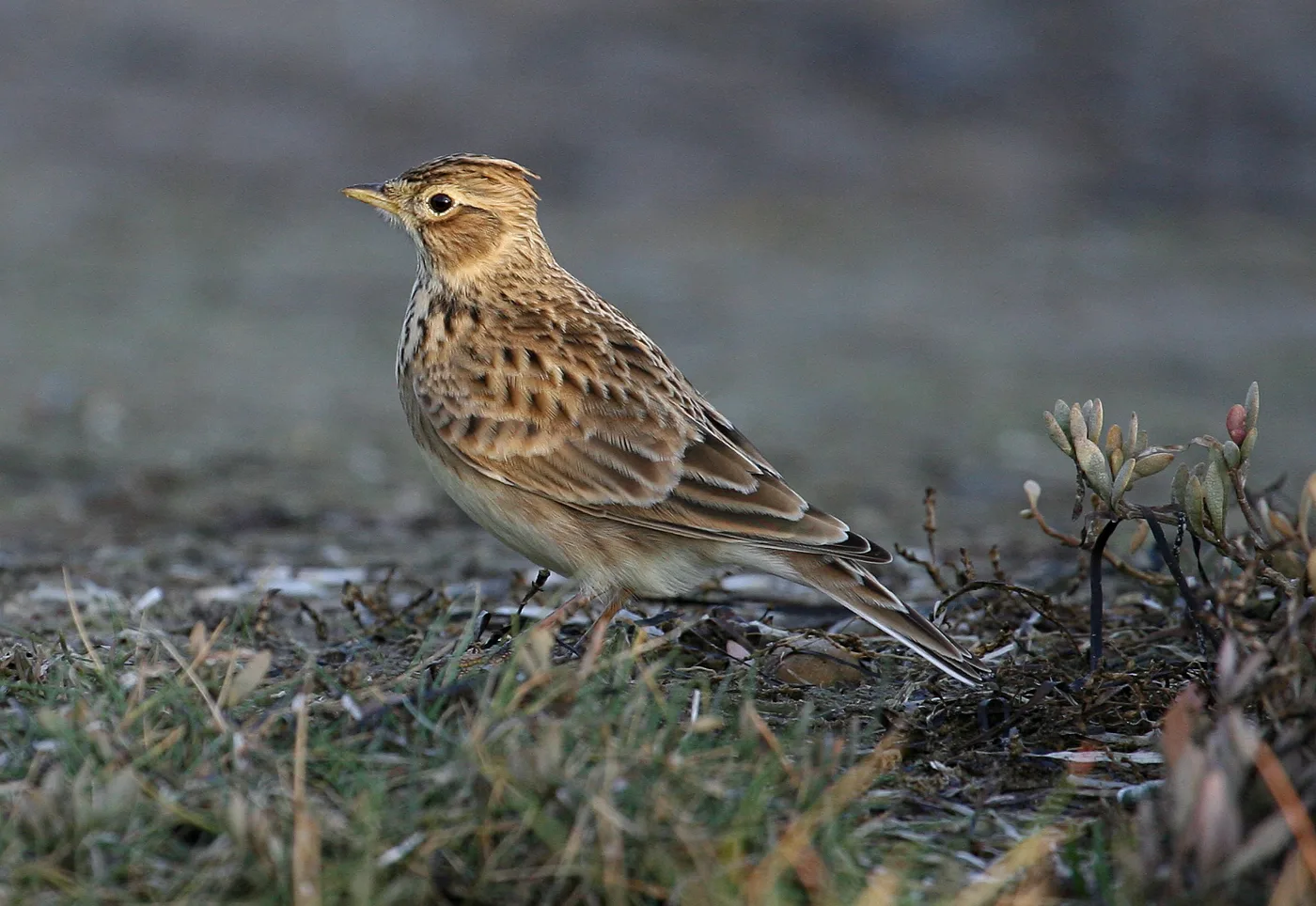 A skylark standing on short grass