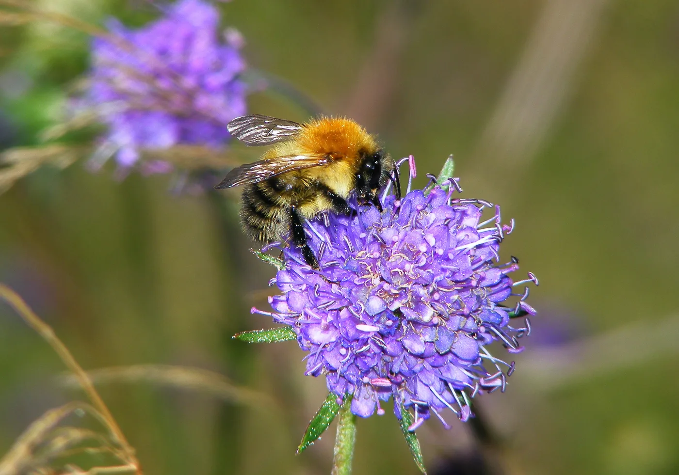 A common carder bumblebee feeding on a purple devil's-bit scabious flower