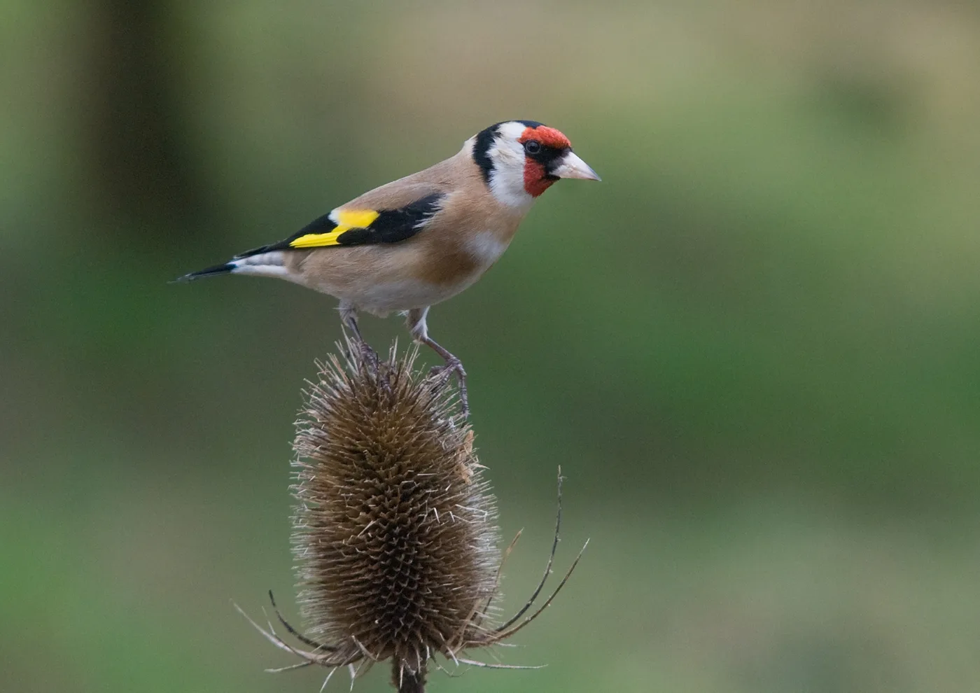 A goldfinch perched on a dried teasel head